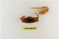 藏品(北方丑招潮蟹)的圖片